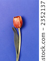 tulipa, bloom, blossom 2352137