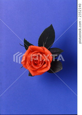 rose, roses, bloom 2352140