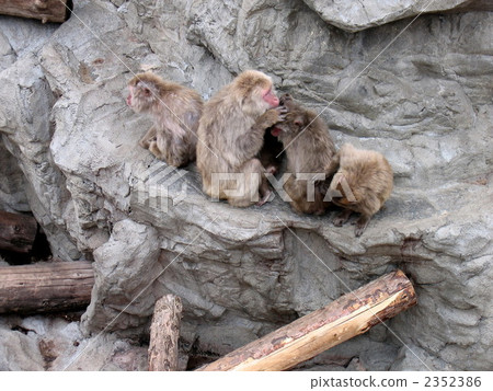 家庭團體? 家庭團體? 2352386