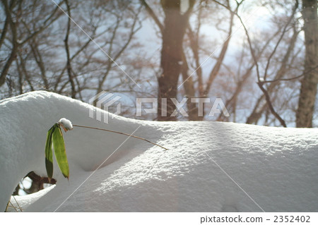 積雪 綠葉 竹草 2352402