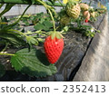 Strawberry  2352413