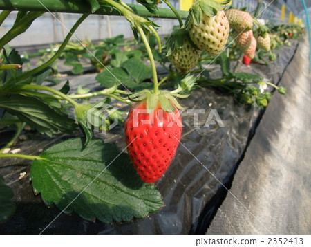 草莓 草莓 2352413