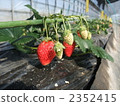 Strawberry  2352415