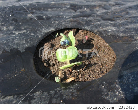 蘿蔔發芽 2352423