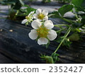 Strawberry flowers 2352427