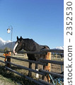 livestock, equine, horse 2352530