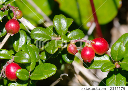 Bilberry fruit Bilberry fruit 2352579