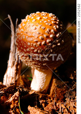 B. fungus larvae B. fungus larvae 2352582