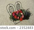 white day, globe amaranth, st. valentine's day 2352883