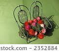 white day, globe amaranth, st. valentine's day 2352884