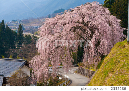 Split cherry tree of Shimi 2353286