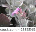 red-purple flower, white leaf, flower 2353545