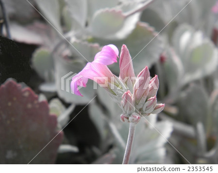 red-purple flower, white leaf, flower 2353545