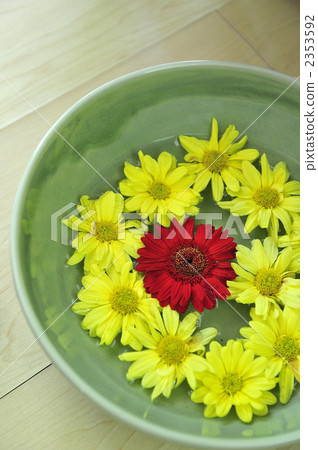 display, gerbera, gerberas 2353592