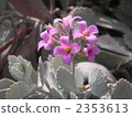 red-purple flower, white leaf, flower 2353613