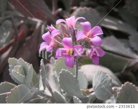 red-purple flower, white leaf, flower 2353613