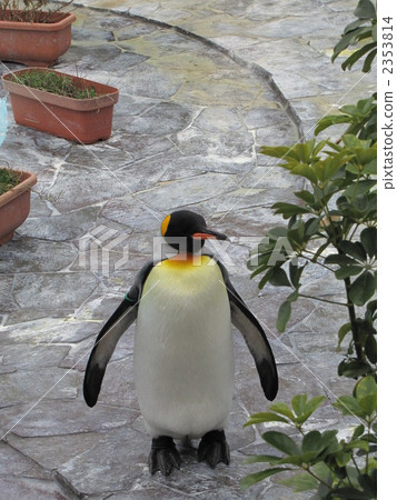 Okusama penguin at Fukuoka City Zoo Okusama penguin at Fukuoka City Zoo 2353814