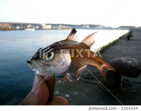 Nembutsu Dai Nembutsu Dai 2354334