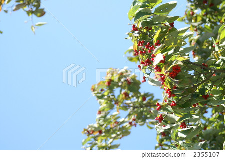 海豚在風中搖曳 2355107