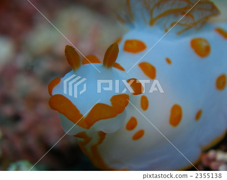 Niboshino na Umi 2355138