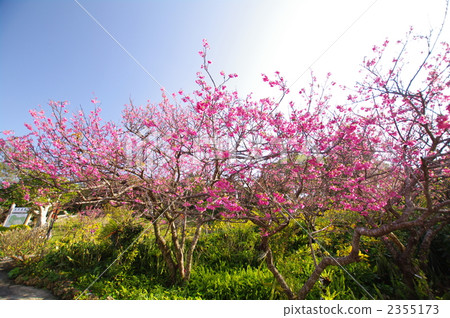 Cold scales blooming in late January 2355173