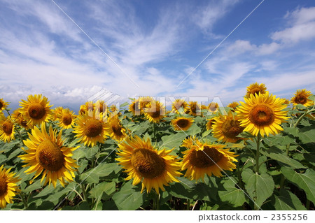 Akeno的向日葵領域 Akeno的向日葵領域 2355256