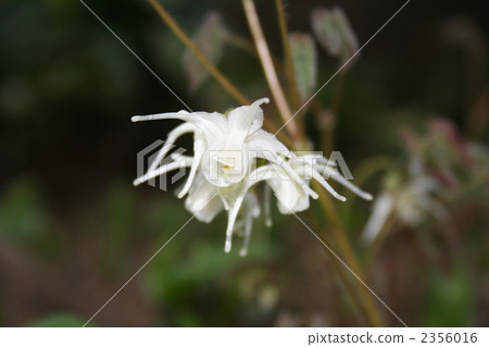 Appreciation 2356016