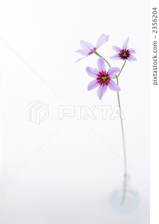 Leu Coco Leine · Caravel's Portrait 3 (Shallow Aperture) Leu Coco Leine · Caravel's Portrait 3 (Shallow Aperture) 2356204