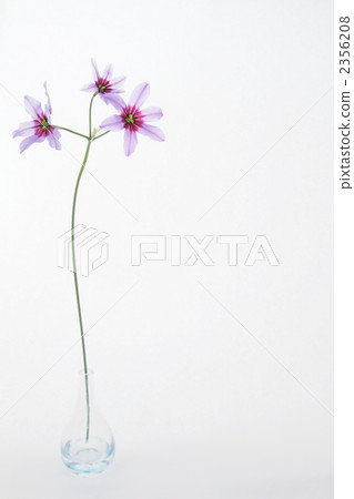 Leu Coco Leine · Caravel's Portrait 4 (squeezed deep) 2356208