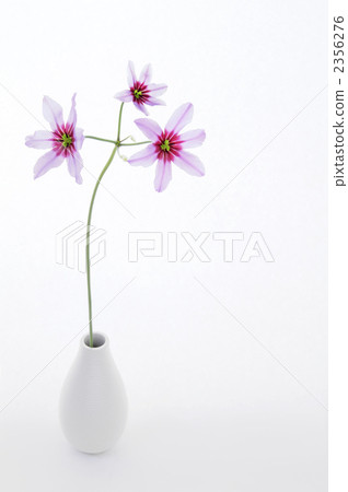 Leu Coco Leine · Caravel's portrait 2 (squeezed deep) 2356276