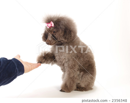 Your hand toy poodle Your hand toy poodle 2356348
