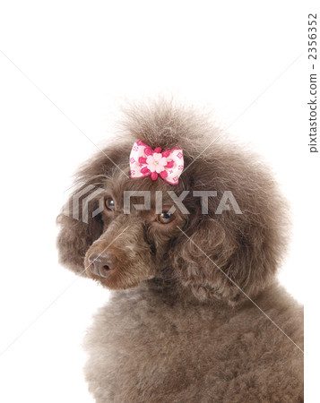 轉動玩具貴賓犬 轉動玩具貴賓犬 2356352