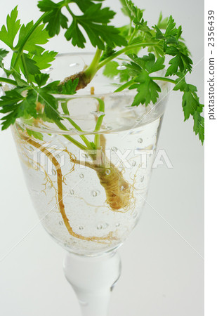在玻璃的意大利荷蘭芹幼木 在玻璃的意大利荷蘭芹幼木 2356439