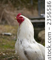 Awa Chamo (military chicken) 2356586