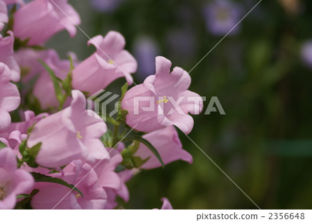canterbury bell, botanic, botanical 2356648