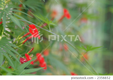 marubaru initiative, maruyotome benikusa, botanic 2356652