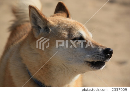 Shiba Inu at the coast Shiba Inu at the coast 2357009