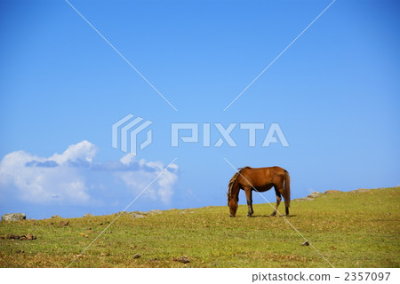 與那國馬 與那國馬 2357097