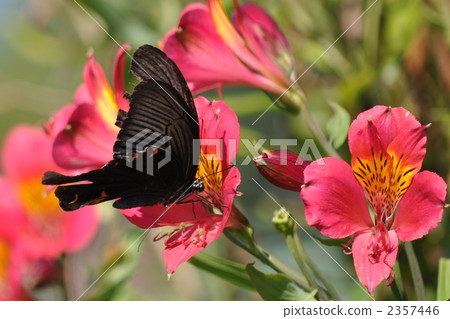 Swallowtail蝴蝶×花 2357446