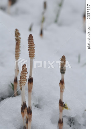 Snow and Spring Snow 2357557