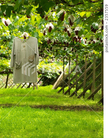 甲府的卡卡西 2357559