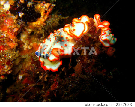 Sarasa sea cow 2357628