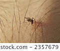 Blood sucking mosquitoes 2357679