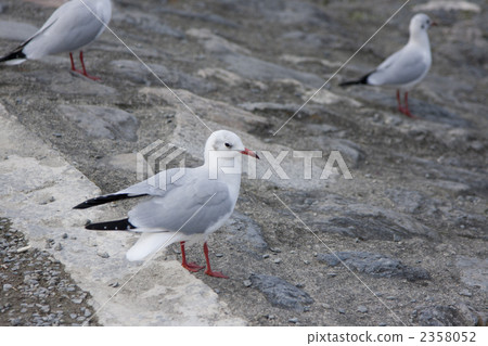 black-headed gull, gull, gulls 2358052
