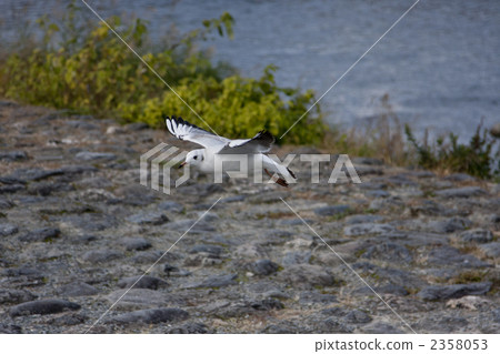 black-headed gull, gull, gulls 2358053