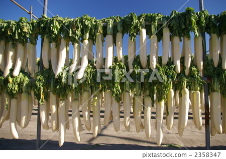 三浦蘿蔔 白蘿蔔幹 蘿蔔 2358347