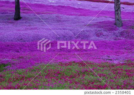 芝櫻 櫻花 花朵 2358401