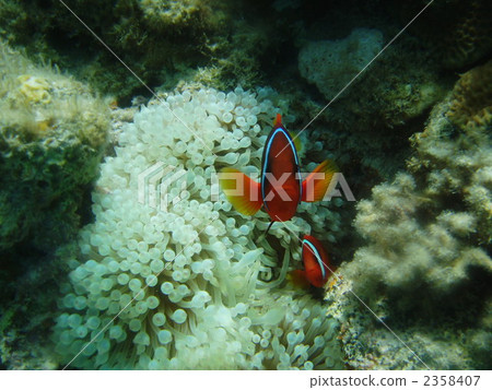 魚 小丑魚 鹹水魚 2358407