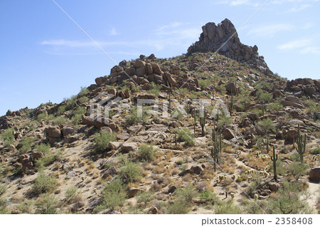 風景用仙人掌，亞利桑那 2358408