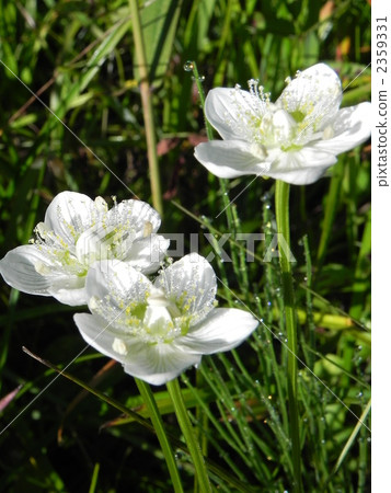 梅花沼澤 北方梅花草屬 沼澤星級 2359331